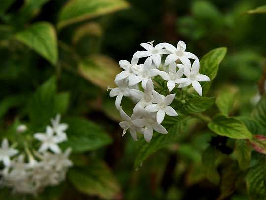 雨上がりの白い小花