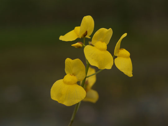 湿地に咲く黄色い小花