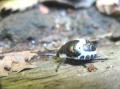 アカスジキンカメムシ幼虫