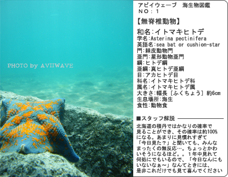 こんなのいましたよ「海生物図鑑」ＮＯ：01