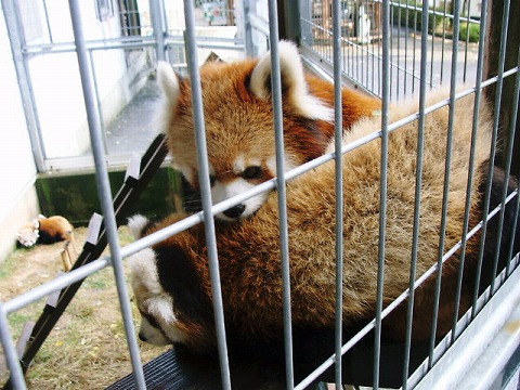 <b>茶臼山動物園</b>（２） | あずさ堂の”さわやか菓子暦”