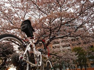 稲毛の公園の桜