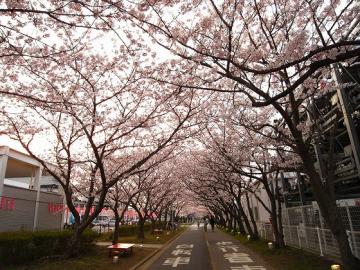 R14トヨタ前の桜