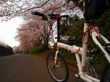 千葉県スポーツセンターの桜