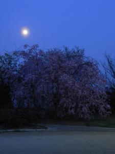 夜の枝垂桜