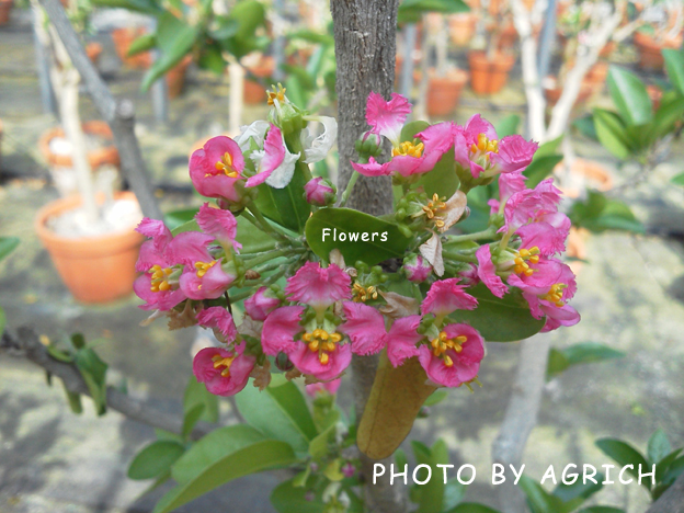florida sweet' flowers