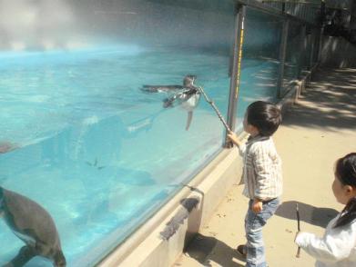 20090428-動物公園でペンギンさんをツンツン
