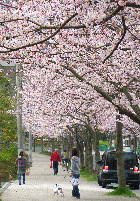 090405花の国への桜道2