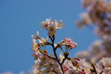 昼の桜