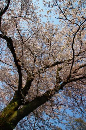 昼の桜