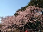 新宿御苑の寒桜