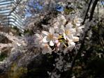 清水谷公園の枝垂れ桜