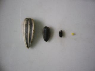 左から、普通の瓜子、小瓜子、黒米、小米