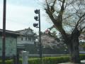 丸亀城・桜3
