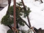 雪で折れた庭木