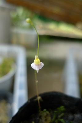 U.bisquamata　small　flower