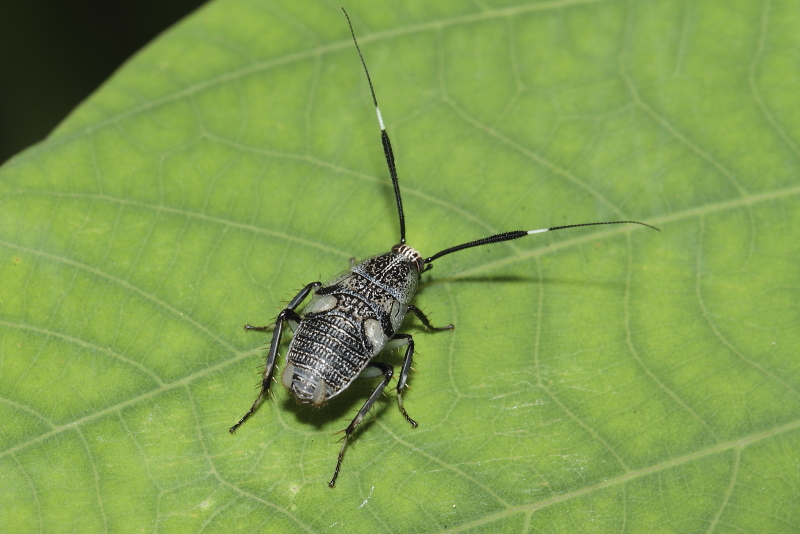 ゴキブリsp.幼虫