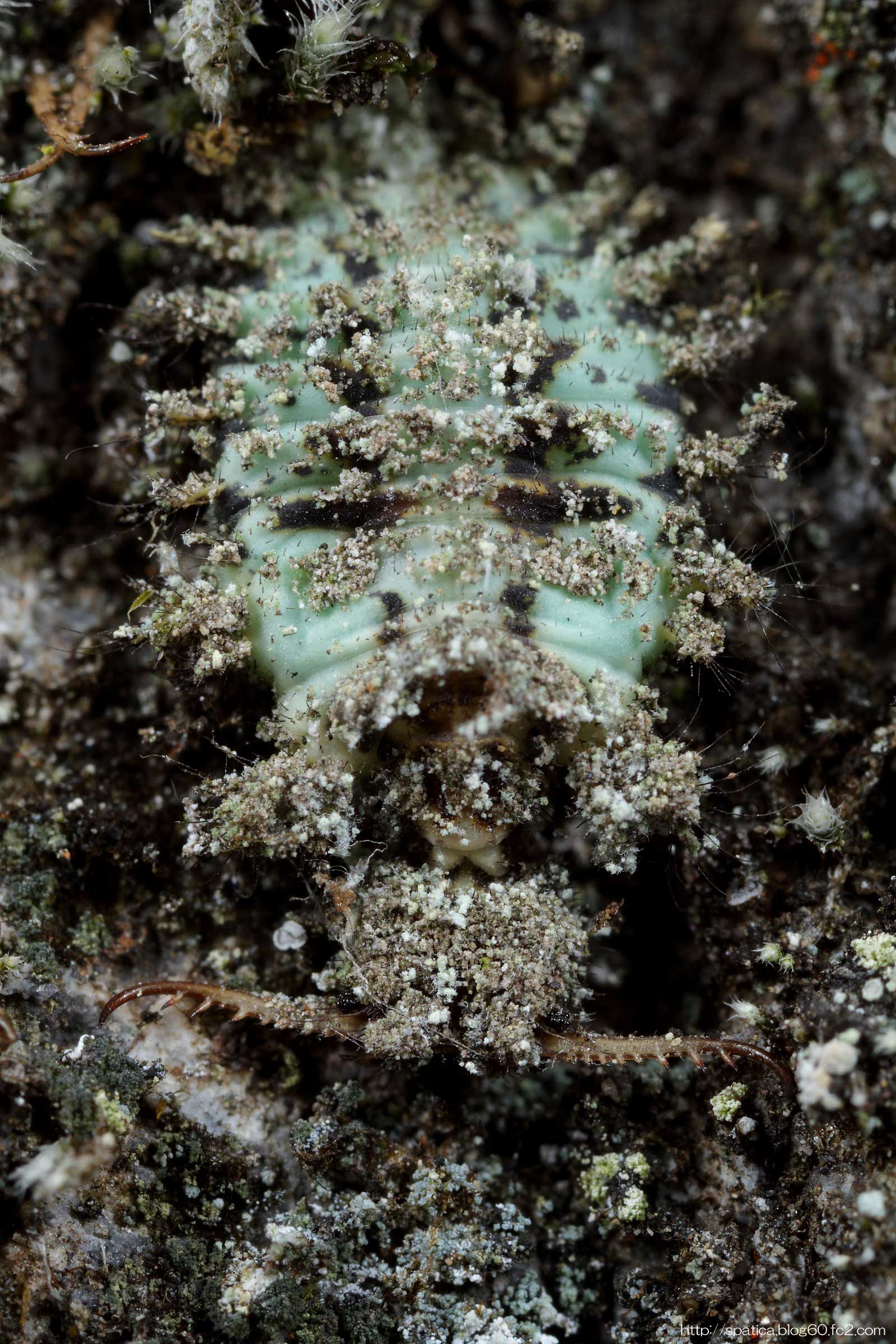 コマダラウスバカゲロウ幼虫