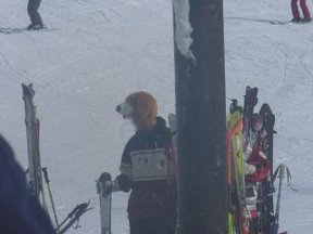 スキー犬