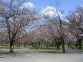 公園内のその他の桜たち
