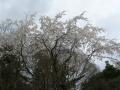 櫟谷宗像神社の桜