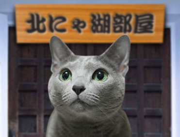 相撲猫4