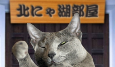 相撲猫6