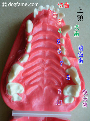 犬の歯　上顎
