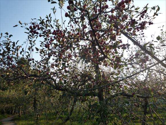 林檎と葡萄の樹