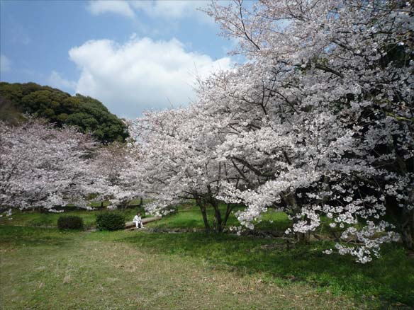 大宰府政庁跡の桜