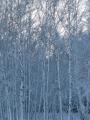 ウエッディングドレス姿の白樺林