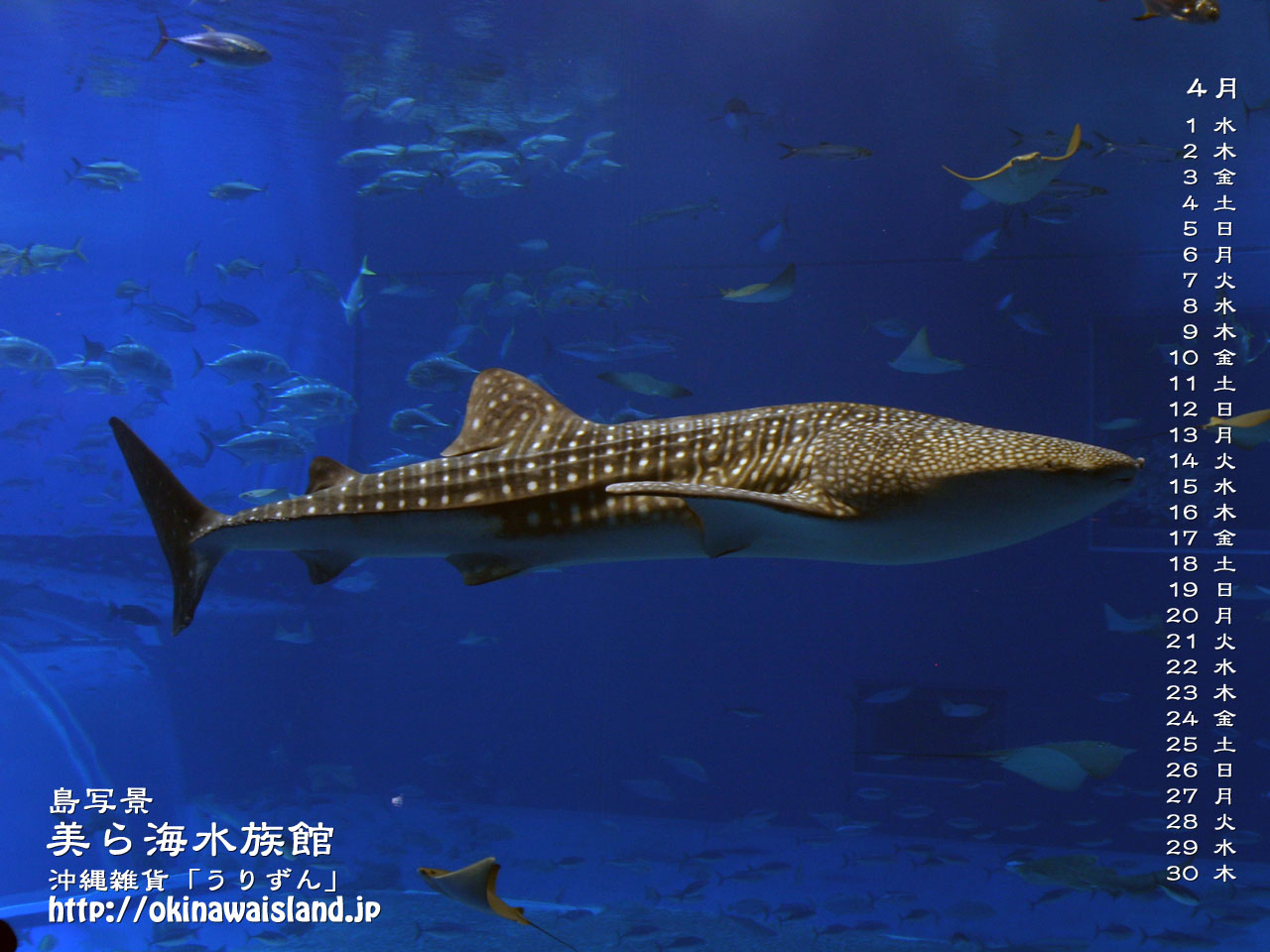沖縄の風景 壁紙 デスクトップカレンダー 無料ダウンロード 美ら海水族館 ジンベイザメ