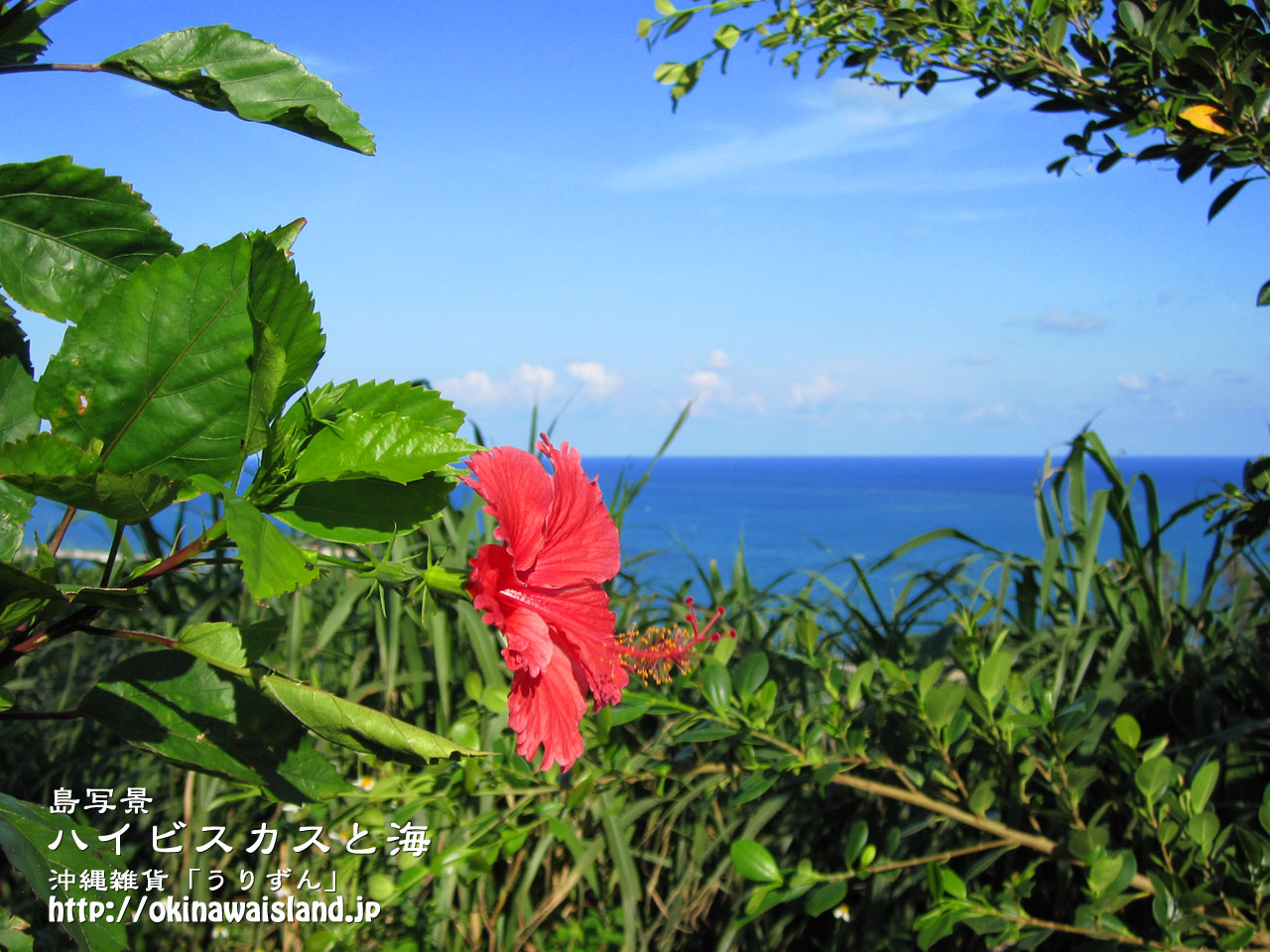 沖縄の風景 壁紙 デスクトップカレンダー 無料ダウンロード ハイビスカスと海