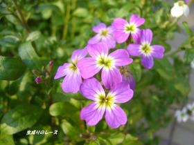 P1110919花