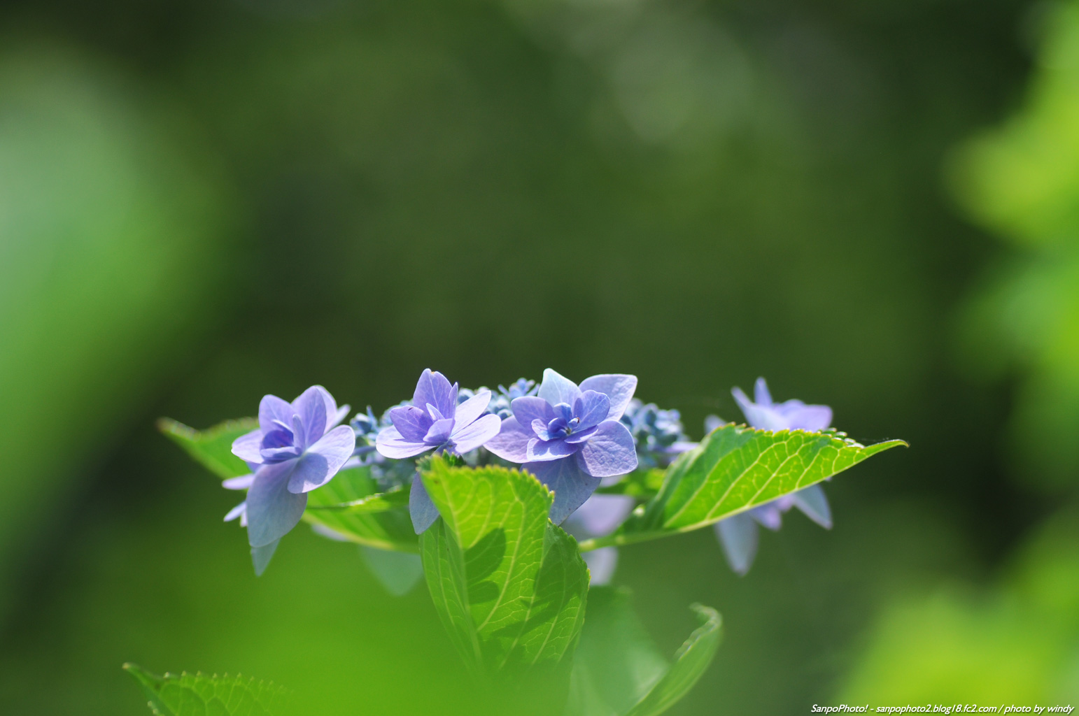 さんぽふぉと Sanpophoto 無料壁紙 初夏の紫陽花
